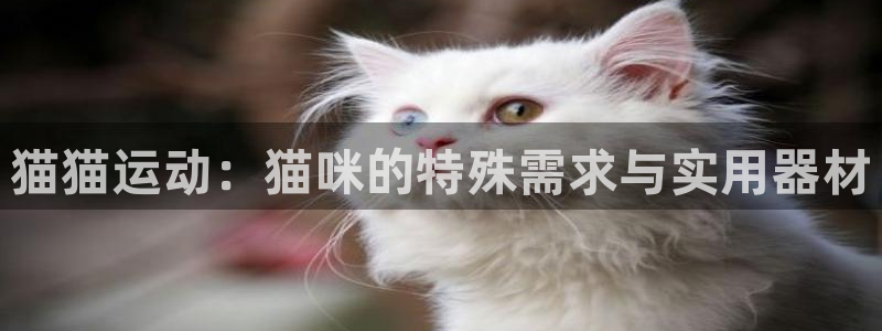 意昂4官方：猫猫运动：猫咪的特殊需求与实用器材