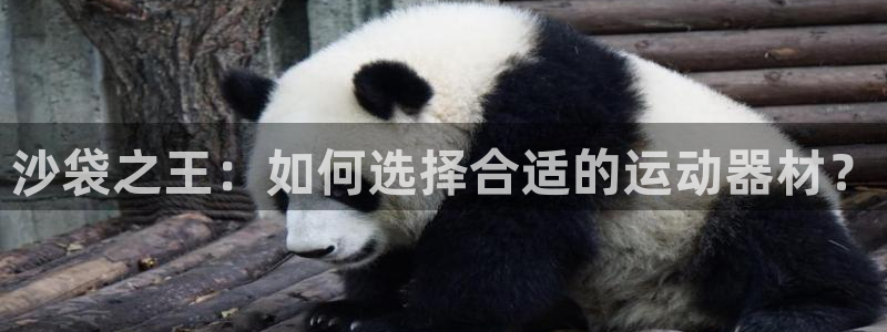 意昂体育4招商电话号码是多少号：沙袋之王：如何选择合